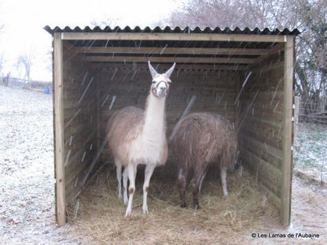 Alpaca Shelter, Field Shelters, Llama Art, Shelter Ideas, Llama Arts, Raising Farm Animals, Farm Day, Future Farms, Llama Alpaca