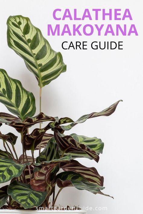 Guide to calathea makoyana care. The wonderfully beautiful foliage of the peacock plant (calathea makoyana) makes it a perfect houseplant. A little tricky to keep in perfect condition, but if you follow these simple peacock plant care tips, yours will look amazing and turn heads in your home. Calathea Makoyana, Peacock Plant, Calathea Plant, Cactus Planta, Plant Care Houseplant, Smart Garden, Indoor Plant Care, Garden Guide, The Peacock