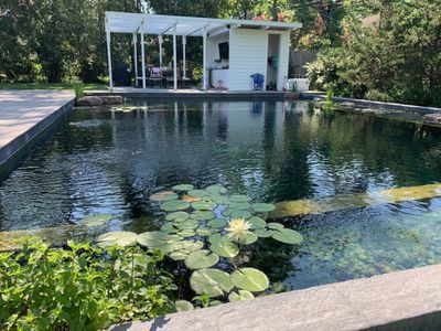 Pool Area Landscaping, Chlorine Free Pool, Backyard Ecosystem, Swimming Pool Cost, Pool Cost, Stock Tank Pool, Swimming Pond, Pool Chlorine, Natural Swimming Pools