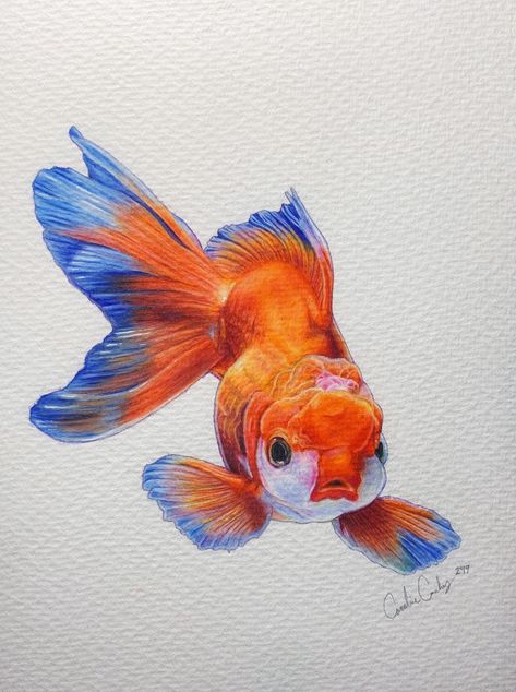 This was created with prismacolor colored pencils on watercolor paper. If you like what you see, please check out all my other work on Instagram: @carolines._.art  Thank you💕#art #artwork #drawing #goldfish #fish #goldfishart #goldfishdrawing #fishart #goldfishart #prismacolorartwork #prismacolorart #prismacolor #teenartist #youngartist Realistic Fish Painting, Oranda Goldfish Drawing, Fancy Goldfish Drawing, Colorful Fish Drawing, Goldfish Sketch, Gold Fish Drawing, Drawing Goldfish, Fish Pencil Drawing, Goldfish Colors