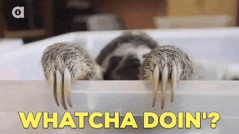 New trending GIF on cymeme.blogspot.com Sloths Funny, Friends Gif, Baby Sloth, Cute Sloth, 웃긴 사진, Animated Images, Cat Gif, Animal Gifs, Sloth