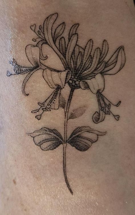 The Scent of Honeysuckle and the Memories Evoked — thehummingbirdpost.com Honeysuckle Drawing Tattoo, Rose And Honeysuckle Bouquet Tattoo, Honey Suckle Tattoo Flower, Hummingbird Floral Tattoo, Honey Suckle Flowers Tattoo, Honeysuckle Tattoo, Honey Suckle, Strong Symbol, Tattoo Themes