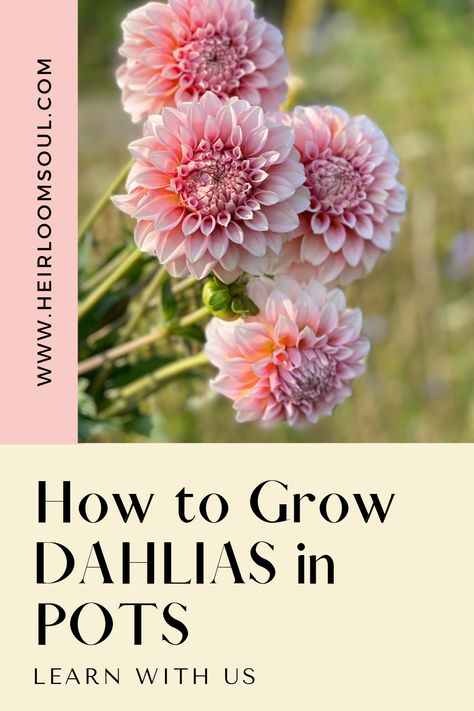 How to Grow Dahlias in Pots — Heirloom Soul Florals Planting Dahlias In Pots, Dahlia In Pots Container Garden, Dahlia Container Garden, Dahlia Planters, Growing Dahlias In Containers, Dahlia In Pots, Potted Dahlias, Grow Dahlias In Pots, Daliah Flower