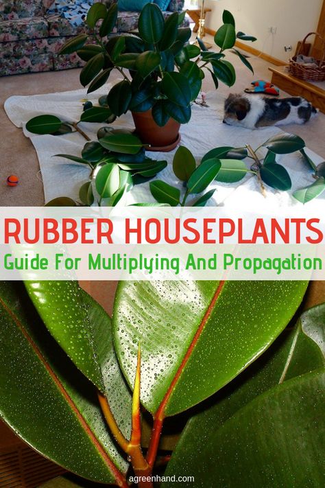 Rubber houseplants are easy to multiply and propagate with plant leaves used as cuttings. Learn how to have lots of these potted plants. #rubberhouseplants #propagationrubberplants #agreenhand Rubber Tree Plant, Easy Gardening, Making Plant Pots, Herbal Plants, Rubber Plant, Patio Garden Design, Indoor Plant Care, Rubber Tree, Interior Plants