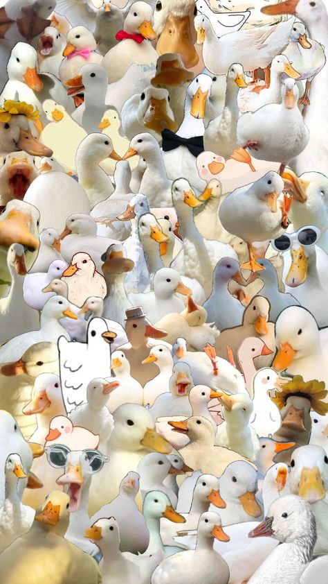 @QuackingGeese #duckcomp #comp #duck #ducks Halloween Duck Wallpaper, Cute Duck Aesthetic, Duck Mood, Duck Background, Duck Run, Ducks Aesthetic, Ducks Wallpaper, Ducky Duck, Flying Duck