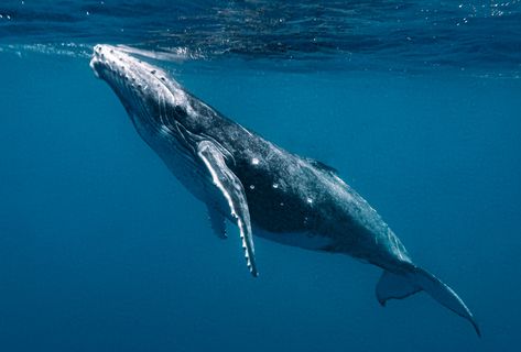 Whale Swimming, Head Injuries, Boat Propellers, Sea Mammal, Save The Whales, Offshore Wind, Image Film, Marine Conservation, Marine Mammals