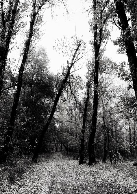 Dsbm Aesthetic, Black Metal Forest, Awesome Sauce, Pretty Cool, Black Metal, Random Stuff, Photo Ideas, Forest, Photography