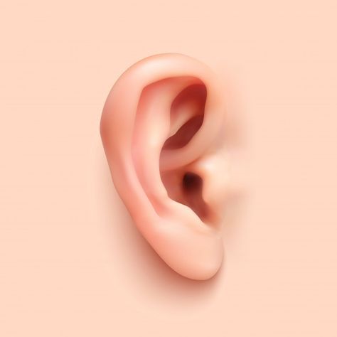 Ear Illustration Art, Ear Painting, Ear Photography, Ear Sculpture, Ear Illustration, Ears Picture, Ears Illustration, Auricular Acupuncture, Ear Diagram