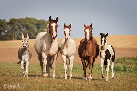 Portrait Horse, Animal Family, Baby Horses, Most Beautiful Animals, Horse World, Horse Crazy, Equine Art, Pretty Horses, Horse Photography