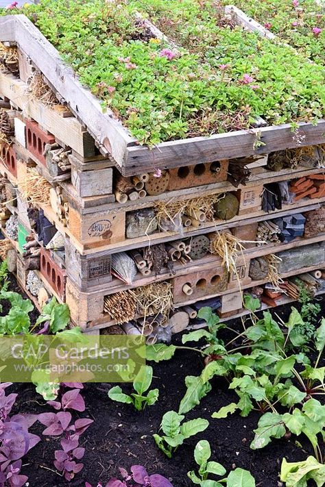 Bugs hotel. Wildlife tower from recycled pallets with sedum on living green roof. Design: Walton Community Allotment. RHS Hampton Court Palace Flower Show 2017 Bugs Hotel, Insect House, Green Roof Garden, Bug Hotel, Allotment Gardening, Insect Hotel, Garden Bugs, Sensory Garden, Hampton Court Palace