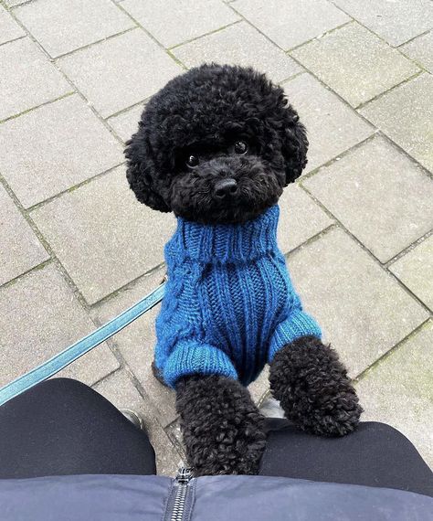 Toy Poodle Puppies Black, Black Miniature Poodle, Poodle Puppy Black, Poodle Teddy Bear Cut, Miniature Poodle Black, Black Toy Poodle, Toy Poodle Haircut, Poodle Black, Small Poodle