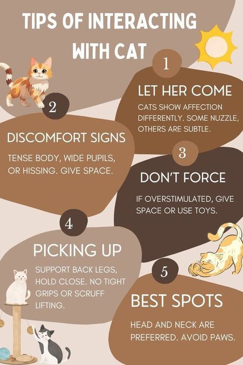 Cat Owner Hacks, Foster Cat, Cat Ages, Cat Essentials, Cat Hacks, Cat Care Tips, Cat Garden, Cat People, Cat Behavior