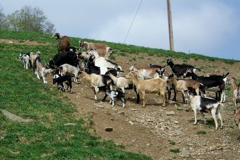 Part of the goat herd on the side hill. Life Plans, Goat Herding, Coban, The Goat, Life Plan, Mixed Breed, Art References, On The Side, Drawing Ideas