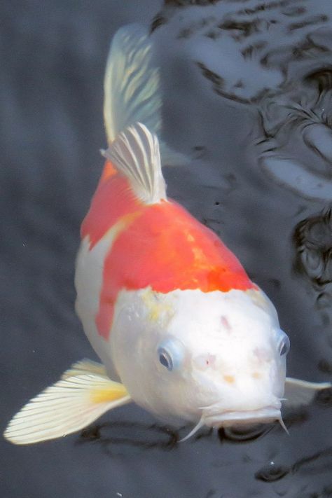 Kohaku Koi Fish from Japan. koi art.
koi fish ponds.
koy pond.
koi fish drawings.
koy fish ponds.
koi pond.
koi ponds.
koi fish pool.
koi fishes.
koy fish..
koy fish pond
koi fish.
koi.
koi fish pond.
koi fish care. Koi Fish Drawings, Koi Fish Care, Pond Koi, Fish Pool, Koi Fish Drawing, Japanese Koi Fish, Fish Face, Koi Art, Freshwater Aquarium Fish