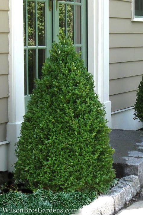 Green Mountain Baby Gem Boxwood, Green Mountain Boxwood, Spiral Topiary, Slow Flower, Holly Bush, Box Wood Shrub, Buy Plants Online, Buy Plants, Evergreen Shrubs