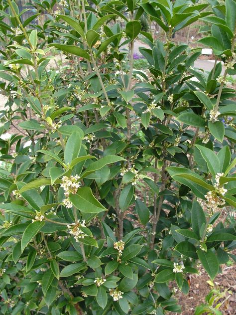 Sweet Olive Bush, Sweet Olive Tree Landscaping, Sweet Olive Tree, Olive Trees Landscape, Southern Garden, Botanical Beauty, Flowering Shrubs, Olive Tree, Small Trees