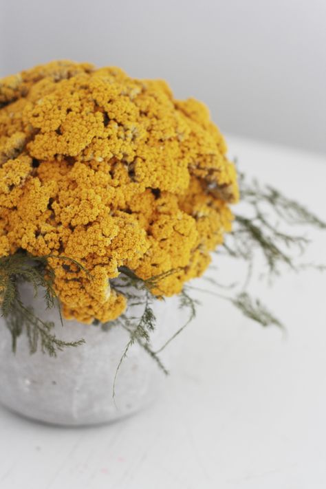 Yarrow Mound, Dried Flower Arrangement: Gardenista Yarrow Arrangement, Yarrow Flower, Achillea Millefolium, Wedding Colours, Sunshine Yellow, Dried Floral, Dried Flower Arrangements, Flower Farm, Mellow Yellow