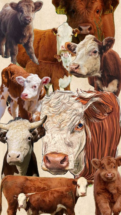 #hereford #herefordcows #wallpaper Show Cows, Hereford Cows, Hereford Cattle, Western Wallpaper, Cow Wallpaper, All Black Tattoos, Moo Cow, Western Wallpaper Iphone