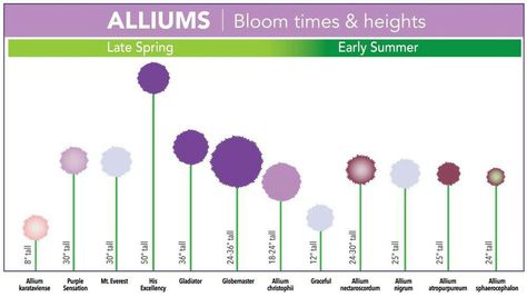 handy schematic of allium height, size, color, and bloom time Allium Mount Everest, Allium Varieties, Alium Flower, Giant Allium, Allium Flowers, Longfield Gardens, Garden Design Layout, Garden Bulbs, Creative Gardening