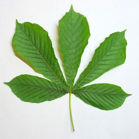 Horse Chestnut Horse Chestnut Leaves, Chestnut Tree, Horse Chestnut, Leaf Silhouette, Chestnut Trees, Pressed Leaves, Chestnut Horse, Tree Leaves, Plant Art