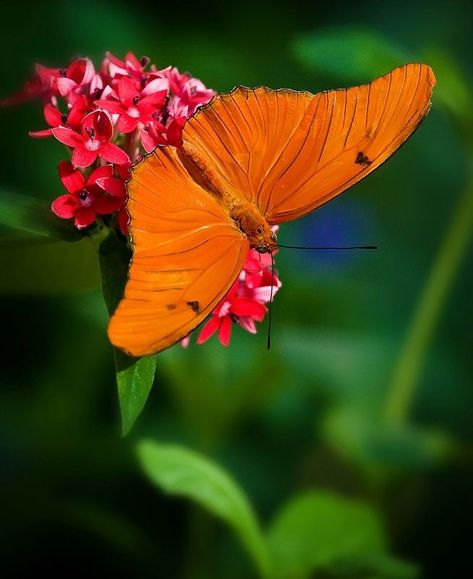 Julia Longwing (Dryas julia) Central and South America Julia Butterfly, Dragonflies, Beautiful Butterflies, Spiders, Children Illustration, South America, Moth, Bugs, Butterflies