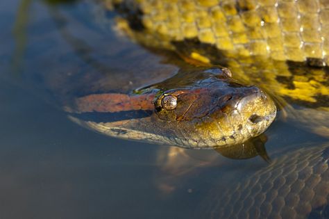 Are you crazy enough to go diving in the murky waters of the Amazon? Rainforest Facts For Kids, Anaconda Verde, Rainforest Facts, Giant Anaconda, Green Anaconda, Types Of Forests, Types Of Snake, American Alligator, Rainforest Animals