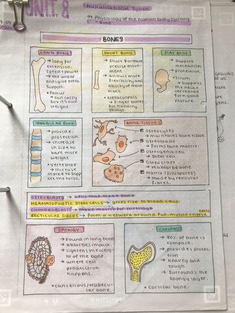 Biology Notes Layout, Histology Notes Aesthetic, Anatomy Bones Notes, Note Taking Ideas Biology, Sports Medicine Notes, Medicine Notes Study, Ap Bio Notes, Anatomy And Physiology Notes Study, Histology Notes