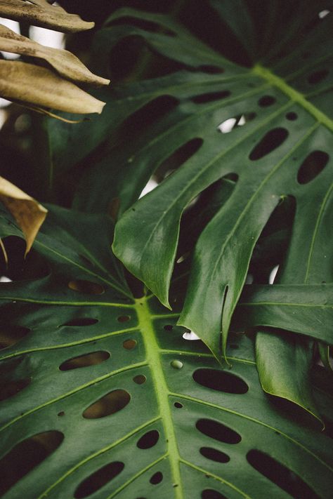 Green Leaf Aesthetic, Dark Green Nature Aesthetic, Dark Green Tropical Aesthetic, Green Tropics Aesthetic, Dark Green Naturalism Aesthetic, Leaf Photography, 背景 シンプル, Simple Iphone Wallpaper, Plant Wallpaper