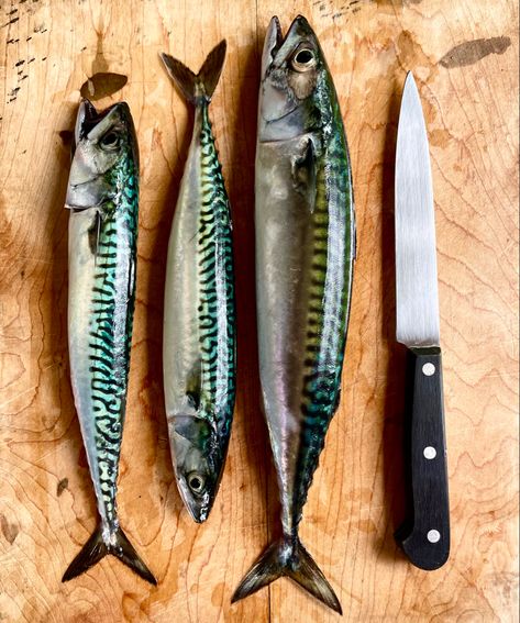 Sardine Photography, Sardines Photography, Fish Market Photography, Beach Textiles, Restaurant Graffiti, Sardine Fish, Whale Pictures, Fish Pictures, Mackerel Fish