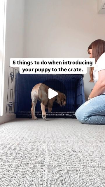 Shaina | Puppy Advice & Care Tips on Instagram: "The initial introduction is important! 

Here are 5 things you should be doing when introducing your puppy to their crate:

1️⃣ Make the crate a comfortable and inviting space for them. No one wants to sleep on a hard floor so add a light padding for your puppy (unless they are a bedding destroyer).

2️⃣ Provide their toys, water, food in or near the crate. You can feed them their meals in the crate to increase the positive association with it but their water bowl and toys should also be nearby so they have a safe ‘zone’. 

3️⃣ Praise and reward them for going into their crate on their own. If you want them to stay in the crate a bit longer, you can simply drop a yummy treat into the crate without saying anything.

4️⃣ Play crate games to en Puppy Crate Setup, Puppy Advice, Puppy Crate, Safe Zone, Water Food, Water Bowl, Hard Floor, 5 Things, Care Tips