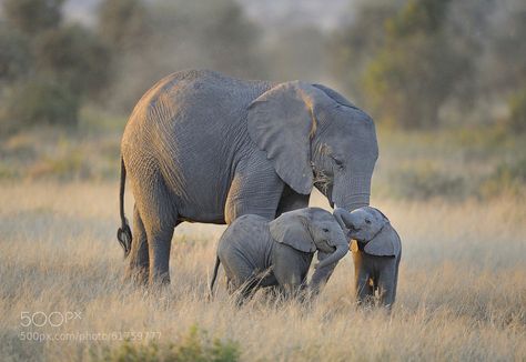 Elephant Iphone Wallpaper, Baby Elephant Images, Elephant Background, Elephant Wallpaper, Elephant Images, Elephants Photos, Animals Photos, Awesome Animals