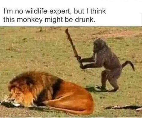 Good Morning Funny Pictures, Super Funny Pictures, Funny Animal Quotes, Good Morning Funny, Monkeys Funny, Tri Cities, Kim Woo Bin, Funny Animal Jokes, 웃긴 사진