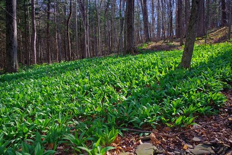 The Best Native Plants for Erosion Control and How to Use Them Coastal Planting, Monongahela National Forest, Creek House, Creeping Phlox, Sloped Yard, Erosion Control, Soil Layers, Better Homes And Garden, Backyard Inspo