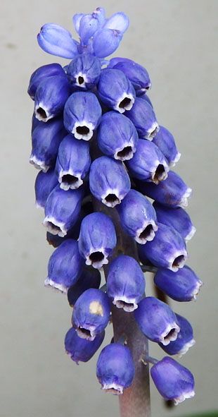 Seasonal Wild Flowers - Garden Grape-hyacinth January Inspiration, Flower References, Grape Hyacinth, Perennial Herbs, Wildflower Garden, Flower Spike, Balloon Flowers, Scientific Illustration, Gorgeous Gardens