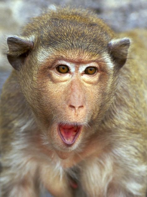 Rhesus monkey portrait - surprise. Rhesus monkey (cynomolgus) in ancient ruins i , #Affiliate, #cynomolgus, #ancient, #ruins, #surprise, #Rhesus #ad Rhesus Monkey, Rhesus Macaque, Wild Animals Photos, Business Icons Vector, Mandrill, Great Ape, Monkey Business, Monkey King, Baby Monkey