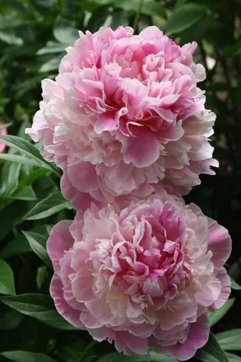 Peonies Pink Perennials, Peonies Garden, Nothing But Flowers, Unusual Flowers, Pink Garden, Beautiful Flowers Pictures, Fragrant Flowers, Peony Flower, Flowering Trees