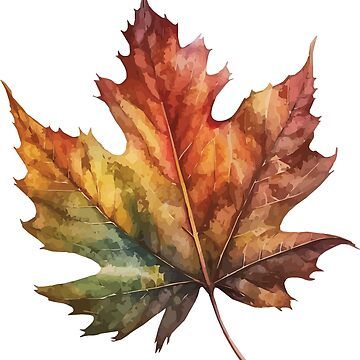 A watercolor of a fallen maple leaf turning with autumn colors. • Millions of unique designs by independent artists. Find your thing. Botanical Watercolor Leaves, Autumn Leaf Watercolor, Dried Leaves Art, Watercolor Fall Paintings, Painted Fall Leaves, Maple Leaf Drawing, Autumn Art Ideas, Autumn Leaves Watercolor, Painting Leaves