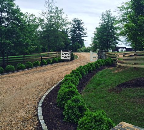 I love a boxwood lined driveway! Inspiring Images – Interior Canvas Home Boxwoods Along Driveway, Landscaping Along Road, Simple Driveway Entrance Landscaping, Old Farmhouse Driveway, Shrub Lined Driveway, Round About Driveway Landscaping Country, Curved Driveway Landscaping, Boxwood Driveway Border, Large Driveway Landscaping