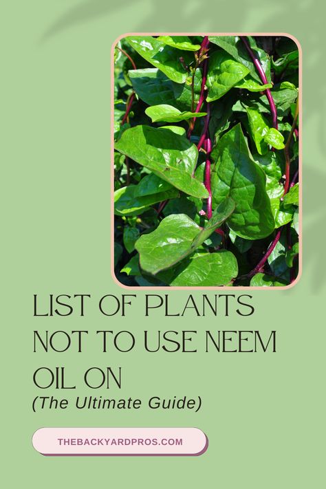 Using Neem Oil On Houseplants, Neem Oil Plant Spray Recipe, Need Oil For Plants, Neem Oil Spray For Plants, Been Oil For Plants, How To Use Neem Oil On Plants, Neem Oil For Plants Pest Control, Neem Oil Uses, Flower Bed Flowers