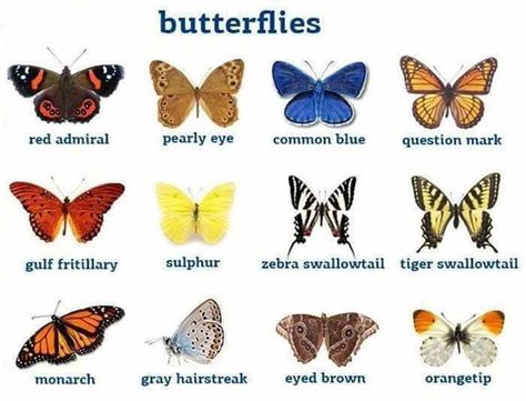 “Insects” Vocabulary in English – ESL Buzz Weather In English, Animals Name In English, Vocabulary In English, Sweat Bees, Everyday English, Visual Dictionary, Animal Names, Math Vocabulary, Human Body Parts