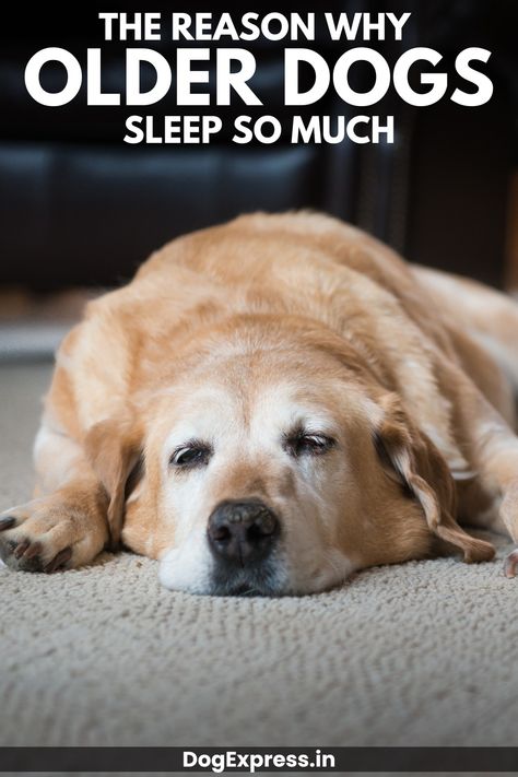 The Reason Why Older Dogs Sleep So Much Older Dogs Care Tips, Funny Talking Dog Videos, Elderly Dogs, Sleep More, Dog Quotes Love, Dog Jokes, Senior Dogs, Older Dogs, Cute Funny Dogs