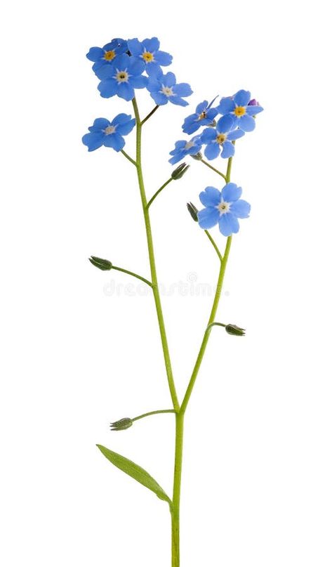 Photo about Forget-me-not single flower isolated on white background. Image of forget, blossom, close - 20027242 Theme Board, Background Eraser, Forget Me Not Flowers, Spring Formal, Forget Me Nots, Yellow Sunflower, Single Flower, Backgrounds Free, Wild And Free