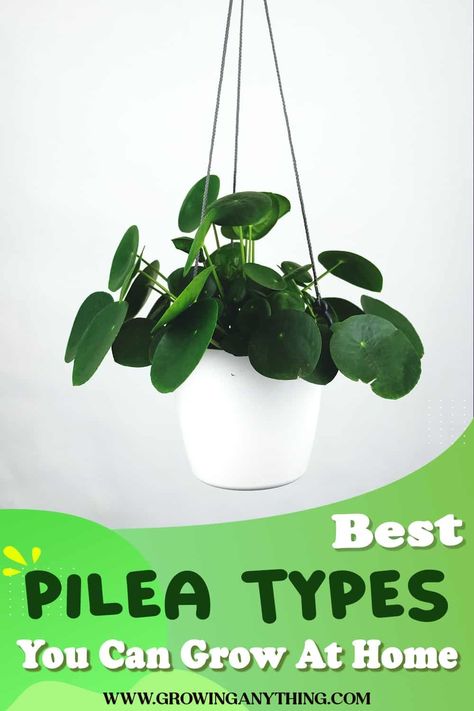 Best 20 Pilea Types You Can Grow At Home 2024 Pilea Microphylla, Money Plant, Chinese Money Plant, Silver Cloud, Terrarium Plants, Silver Tree, Perfect Plants, New Growth, Plant Needs