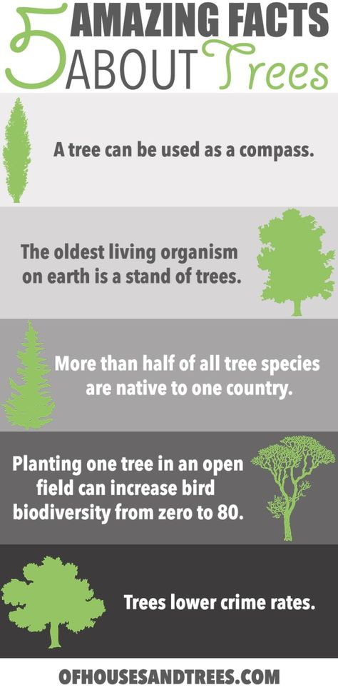 Amazing Facts About Trees | Five amazing facts about trees! Did you know a tree can be used as a compass, fight crime and increase bird biodiversity from zero to 80 species? Amazing Nature Facts, Plants Facts, Facts About Trees, Funny Qotes, Tree Facts, Facts About Nature, Facts About Plants, Forest Biome, Nature Facts