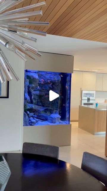 Cichlid Bros - Alec, Quinn, & Troy Holler on Instagram: "An incredible 500 gallon in-wall corner African cichlid tank 😍 About 6 months ago, @infinityaquariums gave us the tour of this tank and we were blown away. We have a full video overview on our YouTube channel. Just search for 500 gallon cichlid tank! #aquarium #aquariums #aquariumhobby #aquariumtank #aquariumlife #fishtank #fishtanks #fishkeeper #fishkeepers #fishkeeping #cichlid #cichlids #cichlidtank #cichlidkeeper #fishroom #aquascape #aquascaping #diy #diyprojects #cichlidbros #fishtube #fishroomsofinstagram #fishroom #clearwaterscrubber #africancichlids #africancichlid #lakemalawitank" African Cichlid Tank, Cichlid Tank, Fishing Room, Wall Corner, African Cichlids, Corner Wall, Clear Water, Fish Tank, 6 Months