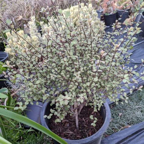 Pittosporum Silver Sheen, Botanical Academia, Plants, Silver