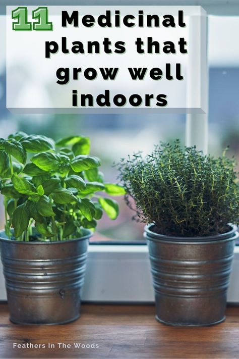 What Can I Grow Indoors In Winter, Medicinal House Plants, How To Start A Herb Garden Indoors, Growing Medicinal Herbs Indoors, Growing Spices And Herbs Indoors, Best Way To Grow Herbs Indoors, Best Indoor Herb Garden, How To Start A Medicinal Herb Garden, Indoor Herb Garden Shelves