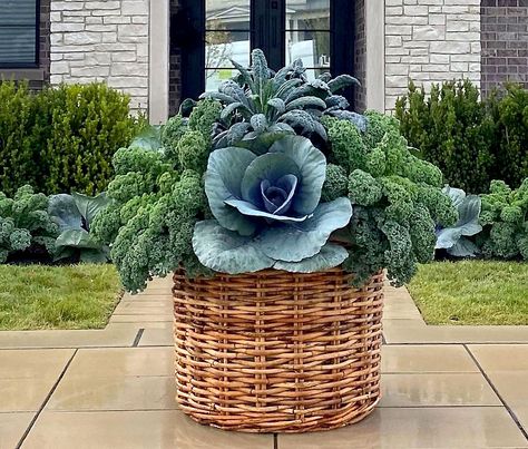 Baskets | Detroit Garden Works - Part 2 Raised Vegetable Planter, Detroit Garden Works, Tuscan Kale, Rattan Planters, Fall Container Gardens, Ornamental Cabbage, Ornamental Kale, Garden Works, Fall Containers