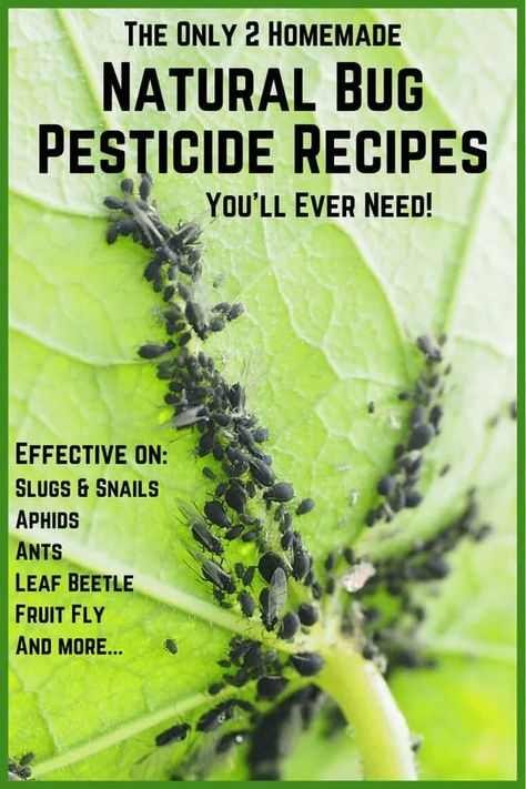 Natural Bug Killer, Garden Bug Spray, Natural Bug Spray Recipe, Bug Spray For Plants, Pesticides For Plants, Aphid Spray, Homemade Insecticide, Home Pest Control, Pest Spray