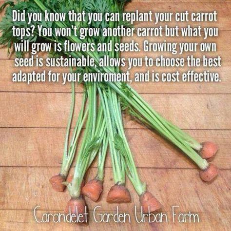 This self-sufficiency thing really is amazing. We sow the seed, right. Nature grows the seed, and then, we eat the seed. And then, after that, we sow the seed, nature grows the seed, and then, we eat the seed. And then, after that again, we sow the seed, nature grows the seed.... Growing Carrots, Carrot Seeds, Seed Saving, Replant, Food Garden, Garden Bed, Flowers Garden, Veggie Garden, Companion Planting